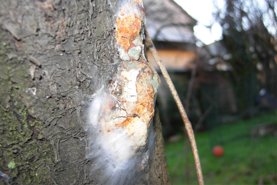 Funghi dal mio giardino (Phellinus punctatus)